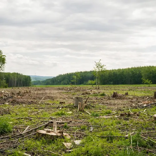 Land clearing job completed by Waterbury Tree Care