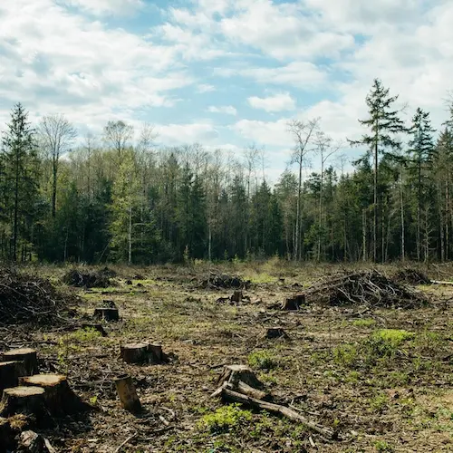 Land clearing in a wooded area near Waterbury CT
