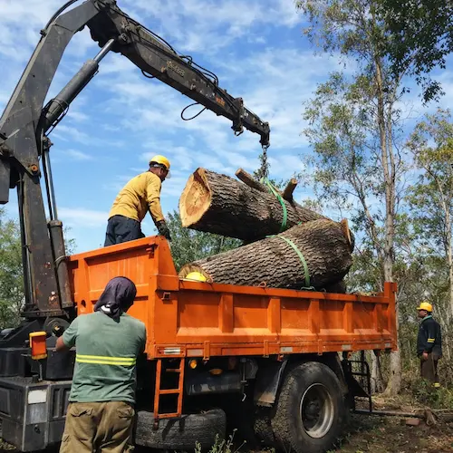 Tree logs being removed from a Waterbury property