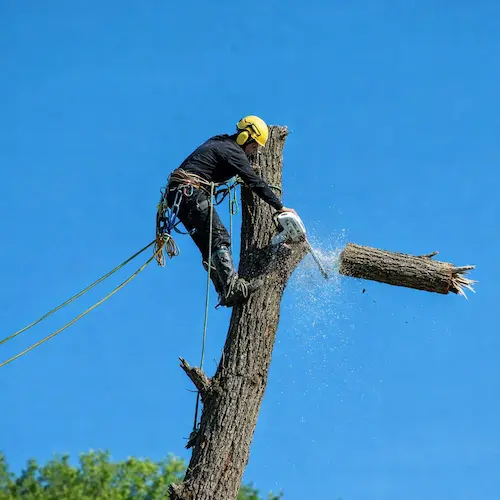 Waterbury Tree Care team on a job site in Connecticut