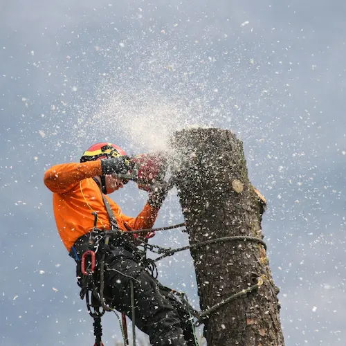 Waterbury Tree Care crew on a job