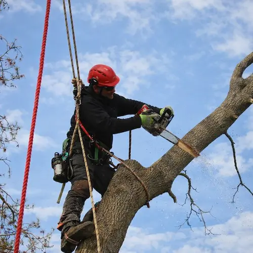 Tree removal in Waterbury CT