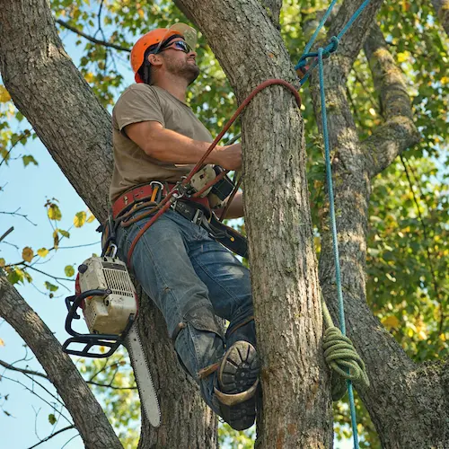 Tree removal in progress in Waterbury Connecticut