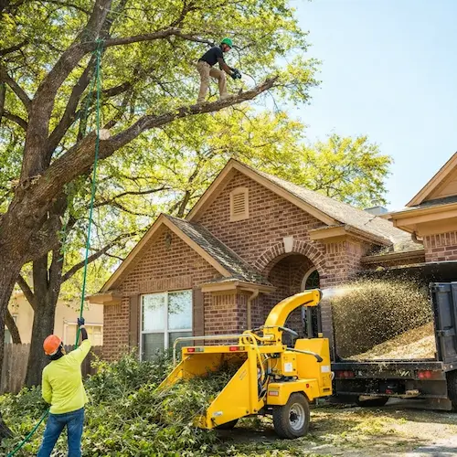 Tree trimming near a home in Waterbury CT