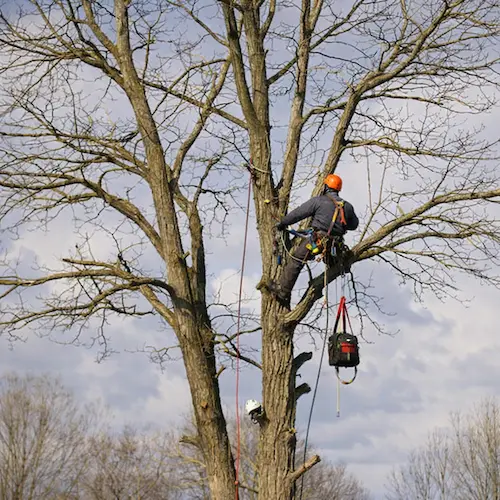 Tree trimming and pruning Waterbury CT